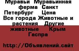 Муравьи, Муравьинная ферма. Санкт-Петербург. › Цена ­ 550 - Все города Животные и растения » Другие животные   . Крым,Гаспра